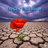 Desert Bloom