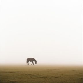 Steppe Stories ( Mongolia )