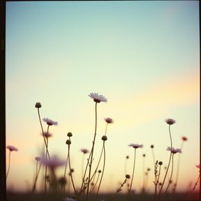 Wildflowers in the Wind